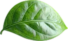 Main footer efarms